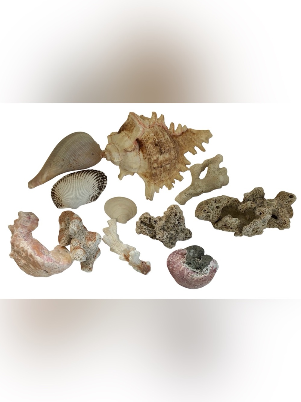 SEASHELL BUNDLE DECORATIVE SHELLS